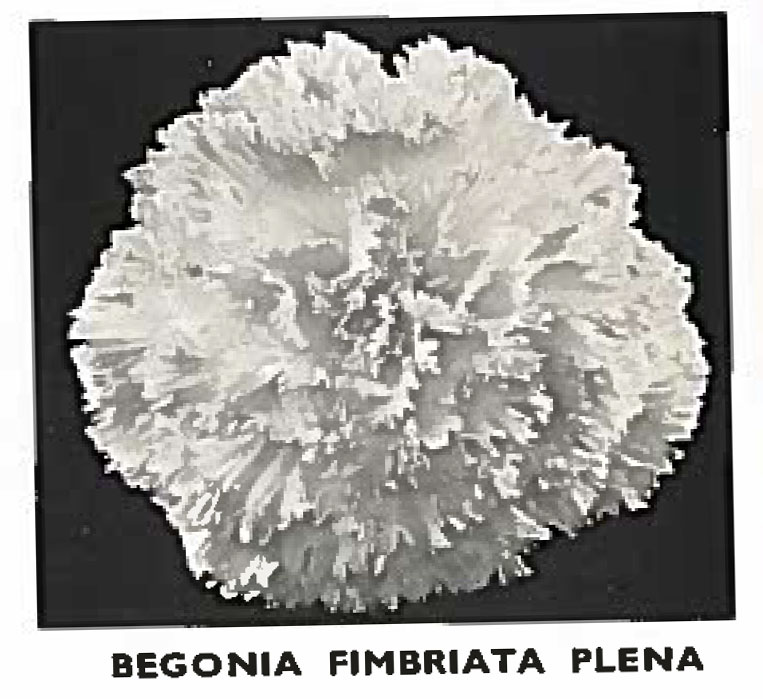 B. ‘Fimbriata Plena’
